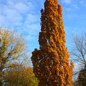 Quercus robur 'Fastigiata' automne